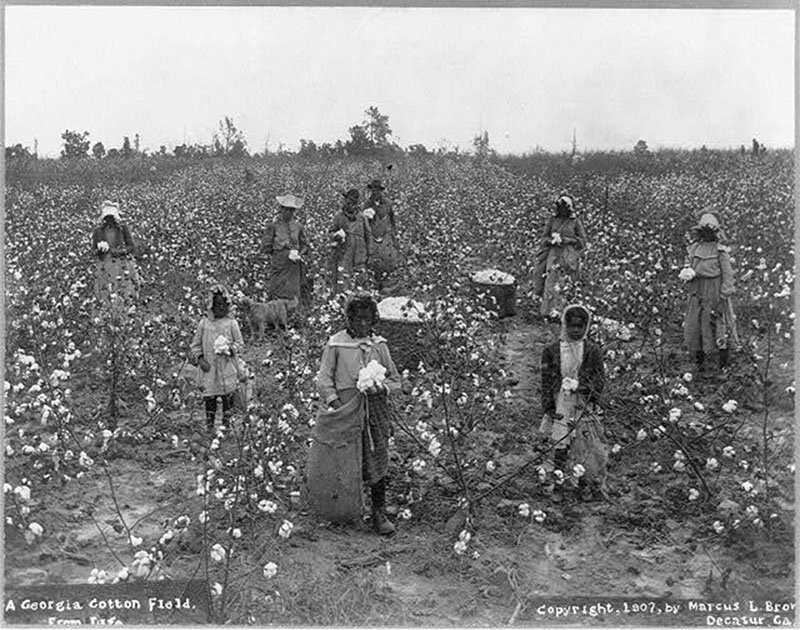 Cotton Pickers in the Field